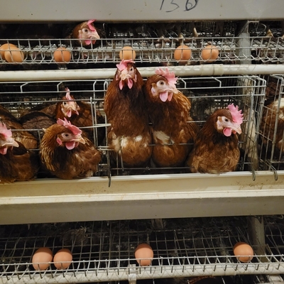 Batarya Metal Hayvan Katmanı Tavuk Kafesleri Tavuk Yumurtaları için