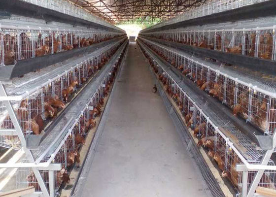 Otomatik Sistem Q235 Çiftlik İçin 4 Katlı Katmanlı Tavuk Kafesi