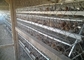 Güney Afrika Pazarı için H tipi galvanizli otomatik Bettery tavuk çiftliği laer tavuk kafesi