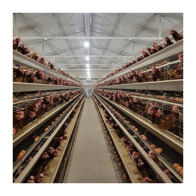 1 Yıllık Garanti Katman Tavuk Kafesleri Sorunsuz Tarım için Otomatik İçkici