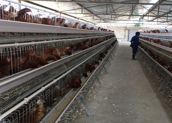 Yumurta PVOC katmanı 2000 kuş için tavuk kafesleri Tavuk çiftliği inşaatı