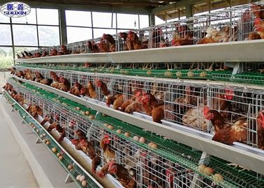 Galvanizli Yumurta Tabakası Tavuk Kafesi / Yumurta Döşeme Tavukları Çiftlik 3 Yıl Garanti