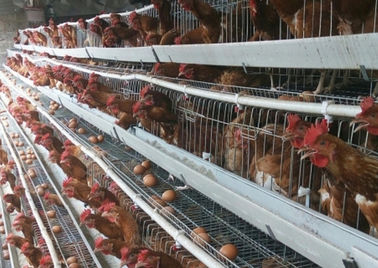 Ticari Tavuk Çiftliği İçin 4 Katlı 128 Kapasiteli H Tipi Katmanlı Tavuk Kafesi