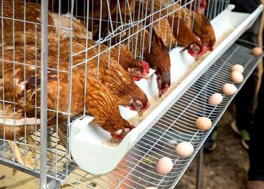 Yumurta Katmanlı Tavuk Pil Kafesi, Çiftlik Tavukları Kümes Katmanı Kafes Sistemi