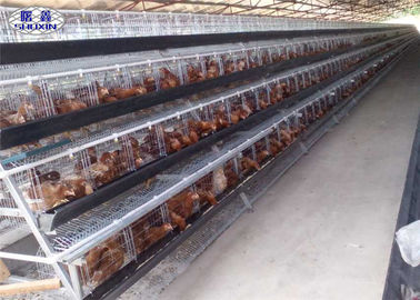 Tavuk Çiftliği İçin Galvanizli Katman Tavuk Açık Ev Pil Kafesi Sistemi