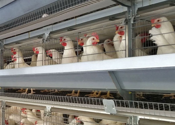 Katman Yetiştiriciliği İçin Bir Tip 96 Kuş Tavuğu Yumurta Döşeme Galvanizli Kafes