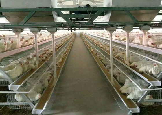 Otomatik Pil Çiftliği Q235 Kanatlı Tavuk Kafesleri