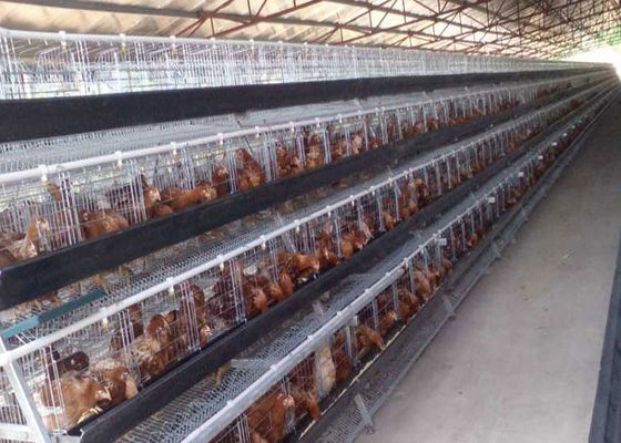 Kümes Hayvanları Yetiştiriciliği Galvanizli Pil Katmanlı Tavuk Kafesi 160 Kuş