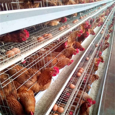 Çiftlik İçin 3 Katlı 96 Kuş Yumurtlayan Tavuklar Kümes Hayvanları Kafesi Katmanlı Tavuk