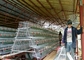 Filipin Çiftlikleri İçin 3 Katlı 4 Oda 500-1000 Kuş Tavuk Yetiştirme Kafesleri