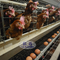 Otomatik 160 Kuş Katmanı Yumurta Katmanları için Tavuk Çiftliği Kafesleri