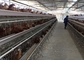 5 Oda 160kuş Avtomatik Tavuk çiftliğinde tavuk katmanı pil kafesi