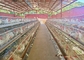 Tavuk çiftliği otomatik katmanlı kafesler 3 kat ve 4 kat tavuk için