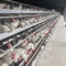 Galfan Tel Tavuk Evi Katman Yumurta Bırakacak Tavuk Kafesleri