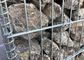 50 x 100mm Galvanizli Kaynaklı Örgü Gabionu / Kaynaklı Taş Kafesli Duvar