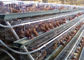Otomatik Tavuk Besleme Sistemli Hasır Katmanlı Tavuk Kafesleri Pil Kafesi