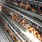 Otomatik Makine Sistemi Kümes Hayvanları Çiftliği Ekipmanları Yumurta Tavuk Katmanlı Tavuk Kafesi