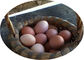 Pil Yumurta 4 Katlı Yemlikli Tavuk Kafesi