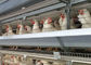 Katman Yetiştiriciliği İçin Bir Tip 96 Kuş Tavuğu Yumurta Döşeme Galvanizli Kafes